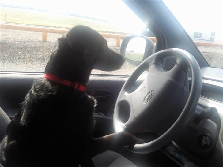 Blanding af racer Bella - På vej til camping. billede 15