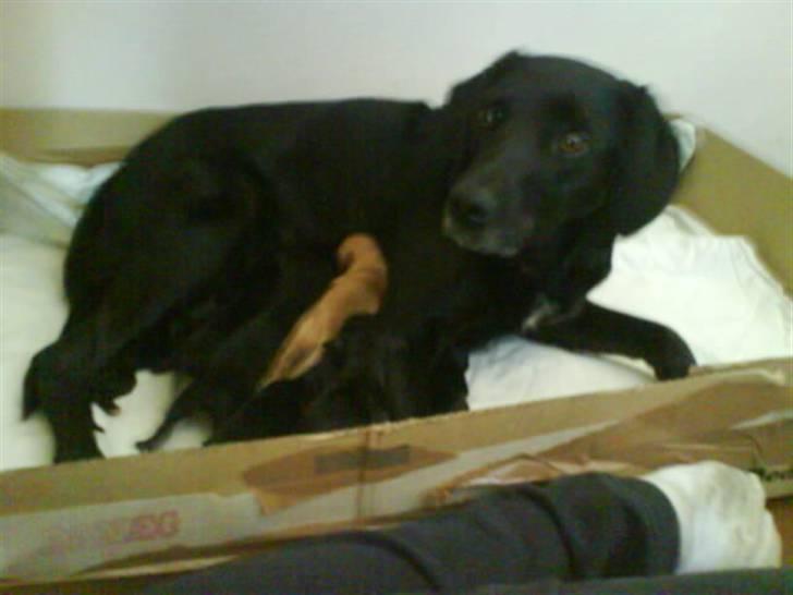 Blanding af racer Bella - Bella med hvalpe.. billede 16