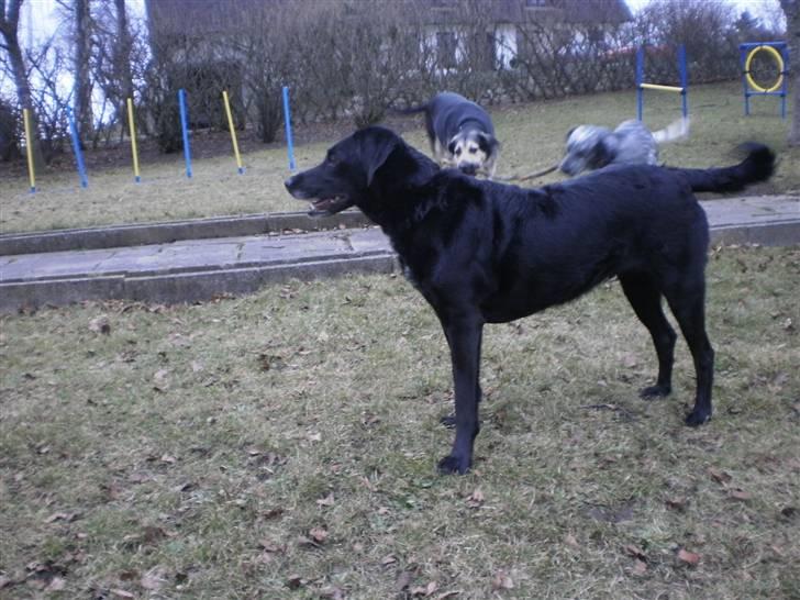 Blanding af racer Bella - Naboens hunde kom lige på besøg. billede 17
