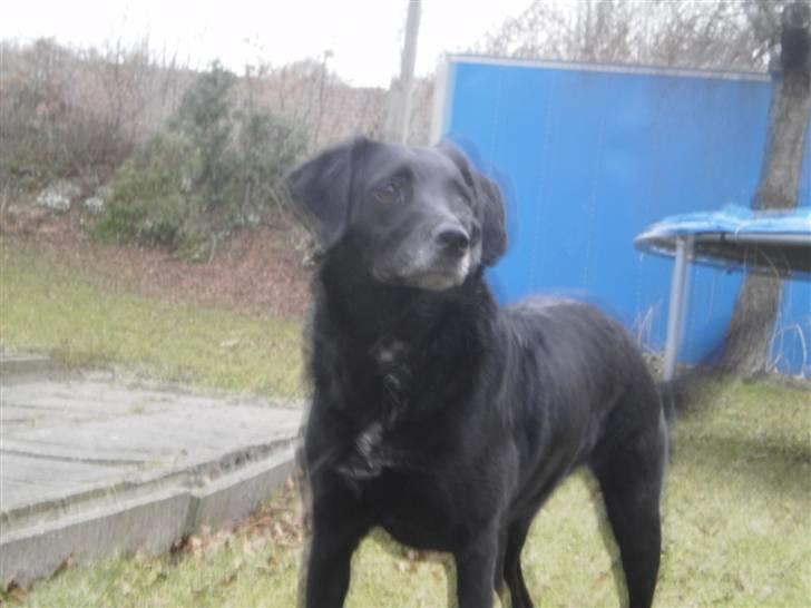 Blanding af racer Bella - Lækker hund! :D billede 18