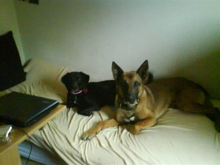 Blanding af racer Bella - Bella og Crog.. billede 19