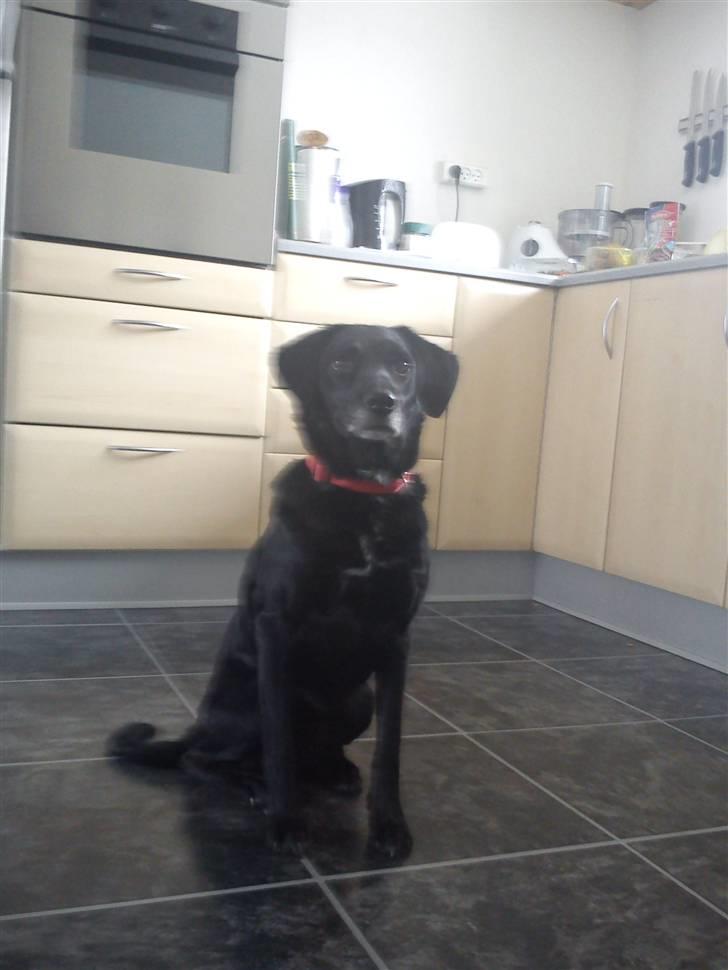 Blanding af racer Bella - Smuk smuk smuk... billede 20