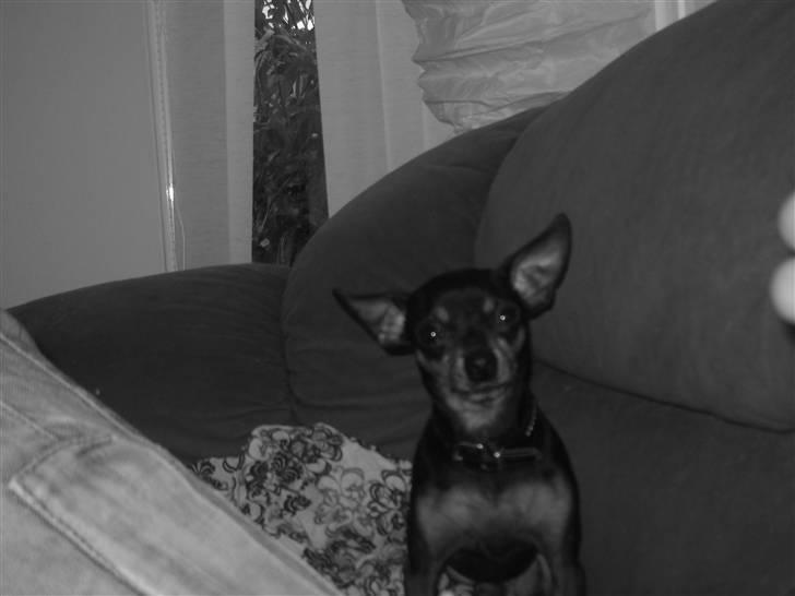 Prazsky krysarik Oskar Himmelhund <3 - Nyt af Oskar . Fra juni . billede 14