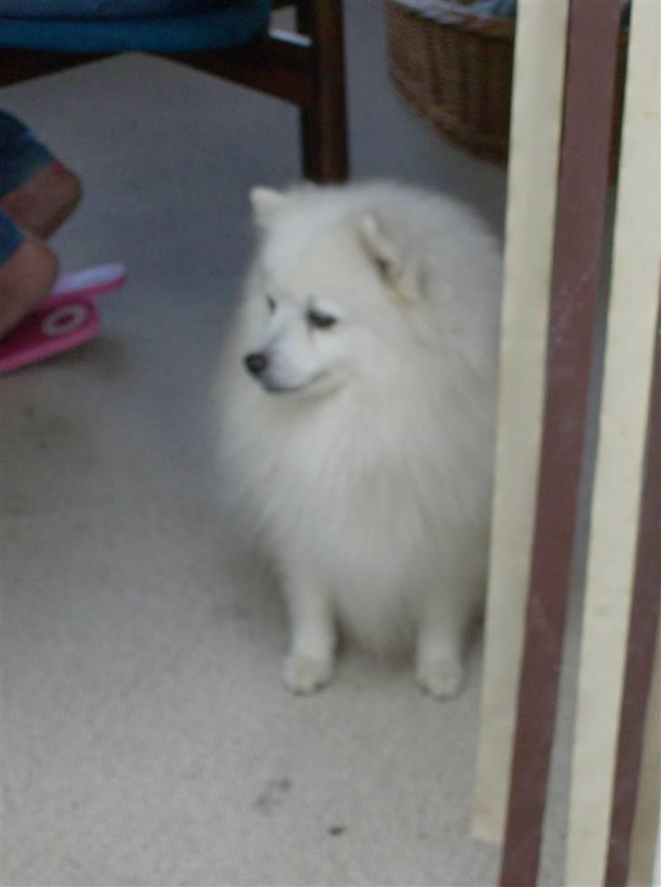 Japansk spids Nuggie. - Hvad sker der her???? billede 20