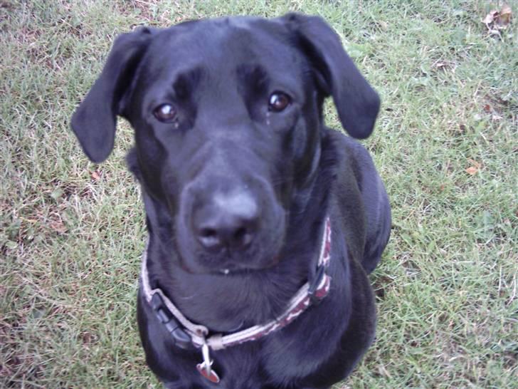 Labrador retriever Daisy billede 1