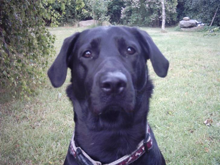 Labrador retriever Daisy billede 2