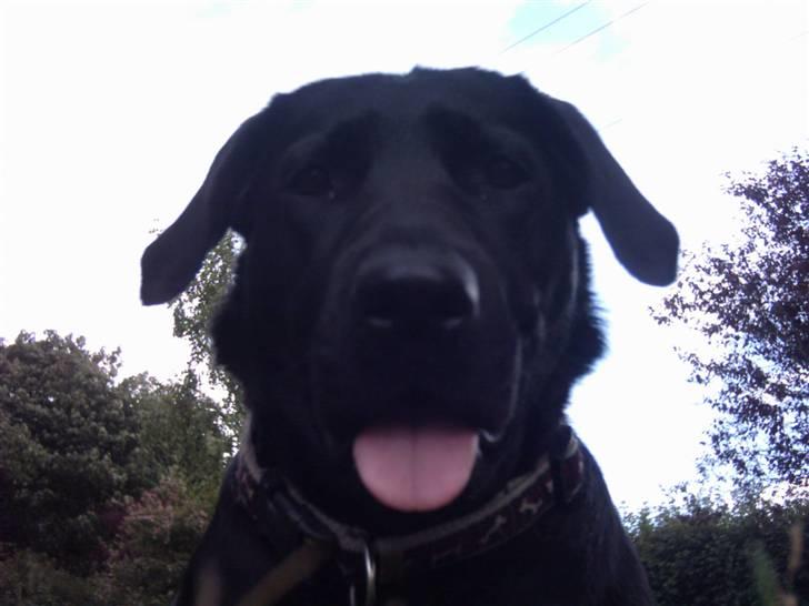 Labrador retriever Daisy billede 3