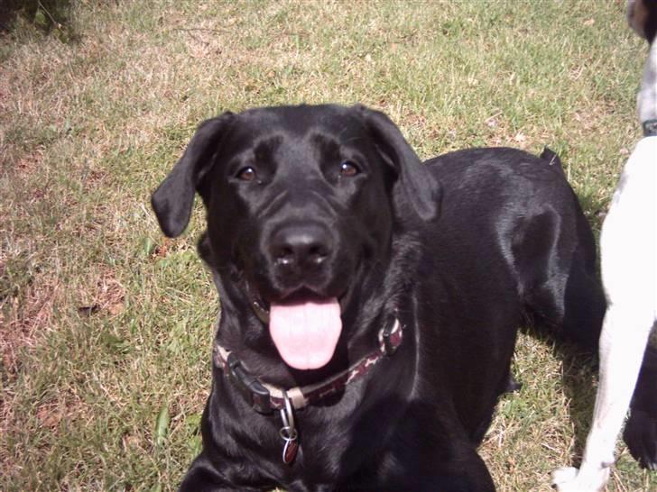 Labrador retriever Daisy billede 4