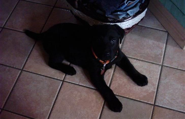Labrador retriever Daisy - Daisy som hvalp xD billede 5