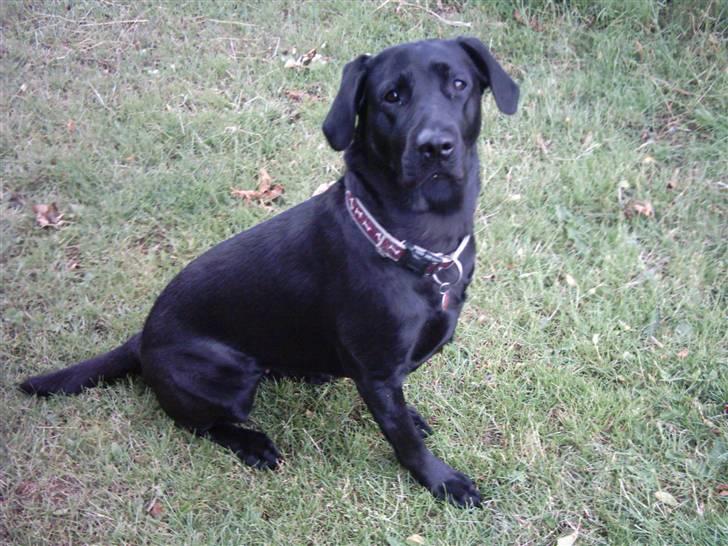 Labrador retriever Daisy billede 6