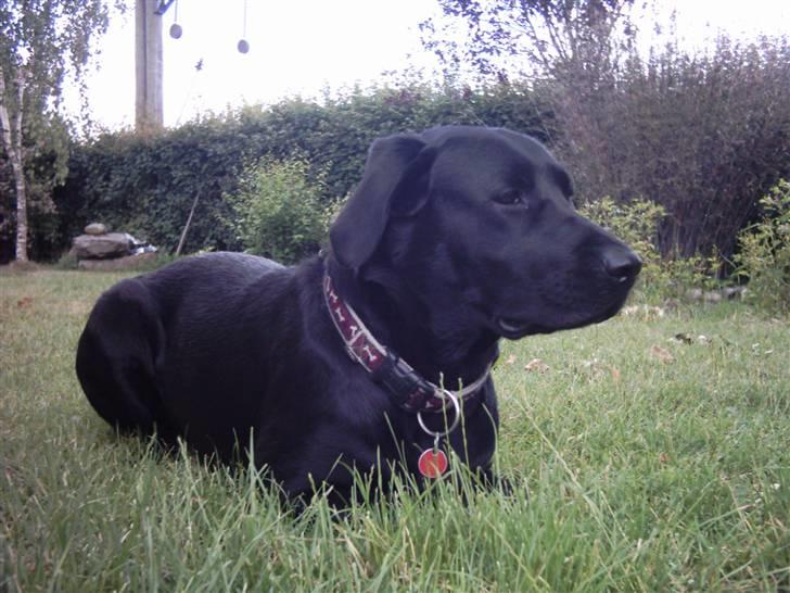 Labrador retriever Daisy billede 7