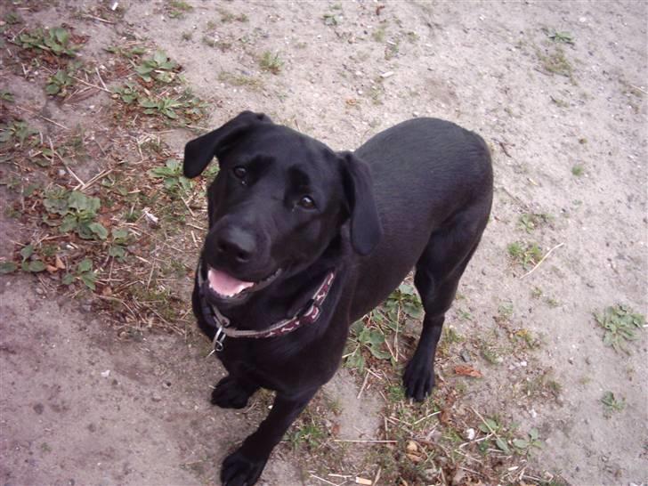 Labrador retriever Daisy billede 8