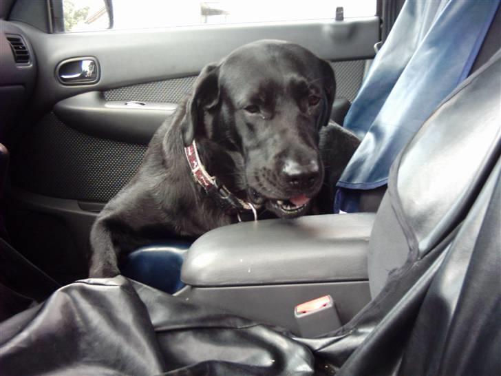 Labrador retriever Daisy - Daisy på vej til hunde træning :P billede 9