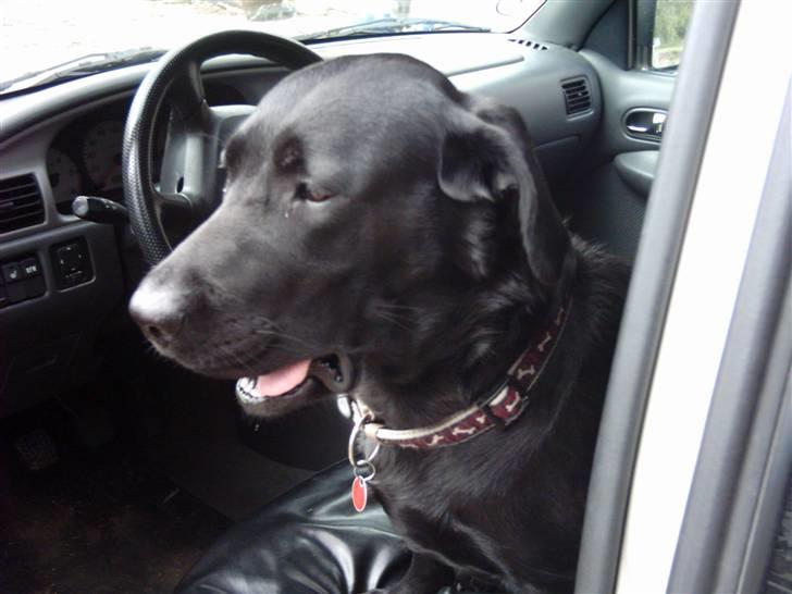 Labrador retriever Daisy billede 10