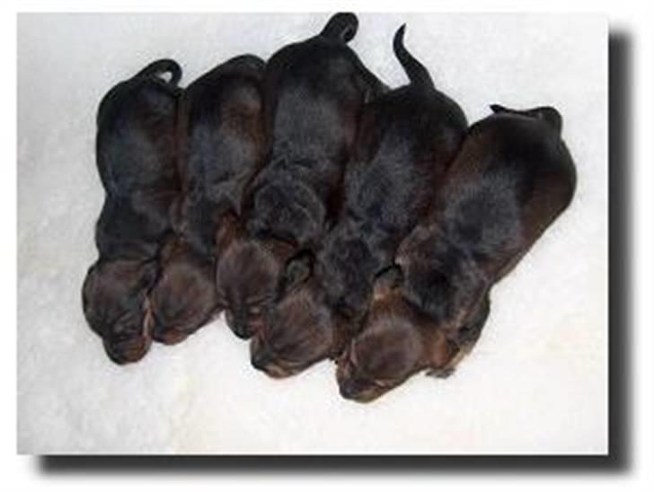 Gravhund Futte - Futtes kuld, den fede i midten er Futte : ) billede 17