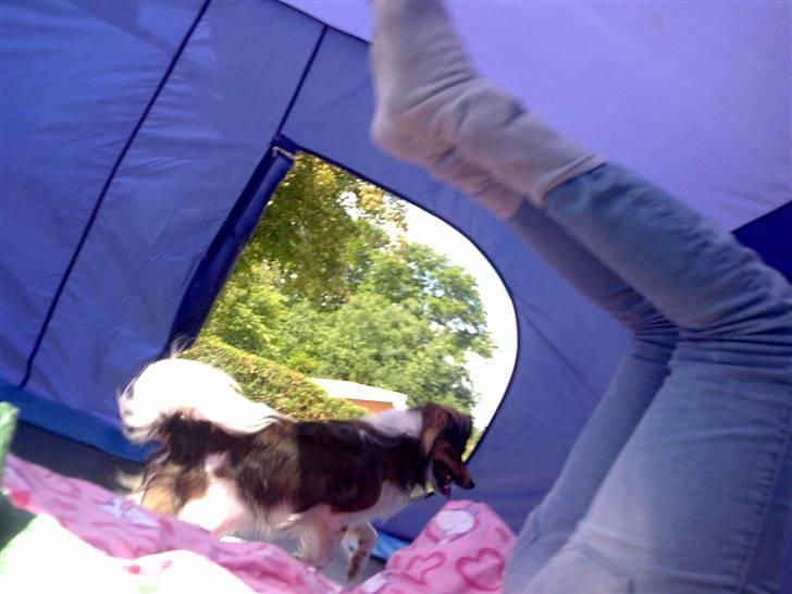 Papillon Blanding ¤¤Mons<3¤¤ -  Elsker det billede billede 6