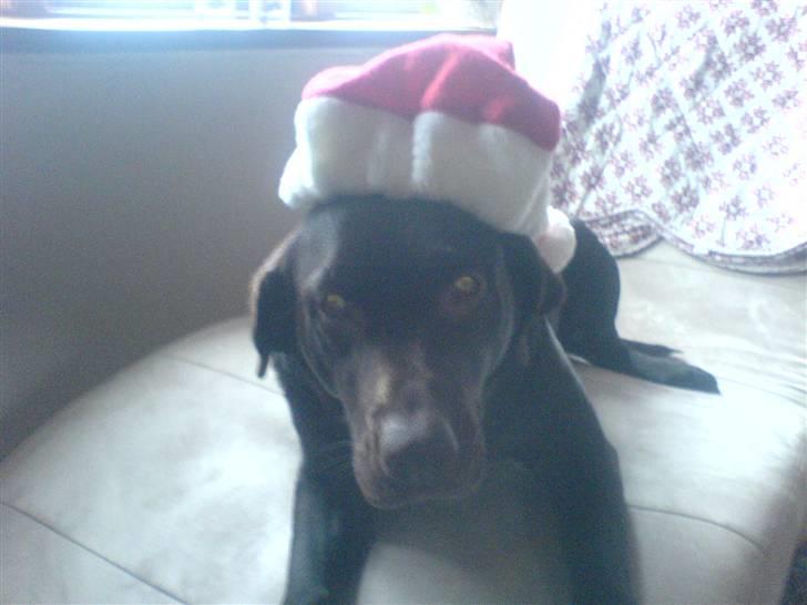 Labrador retriever Bella<3 skath - det er juul<3 smiiiil:D billede 1