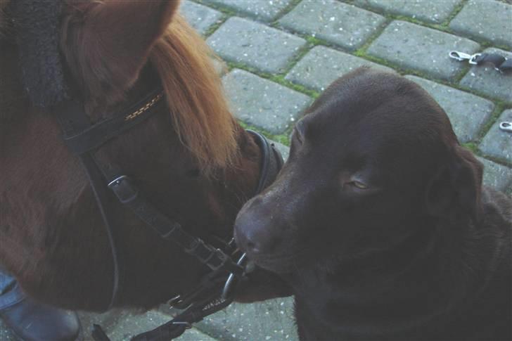 Labrador retriever Bella<3 skath - kæresten:) jahh det er jo så en hest<3 billede 4