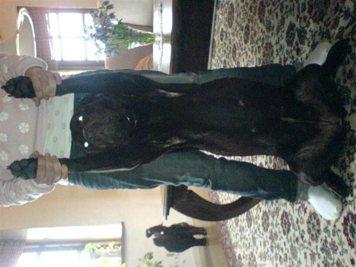 Labrador retriever Bella<3 skath - vent! jeg skal lige strikke min krop ud, før i tager billede:D billede 6