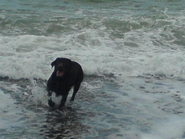 Labrador retriever Bella<3 skath - dejligt med en svømmetur:D billede 7