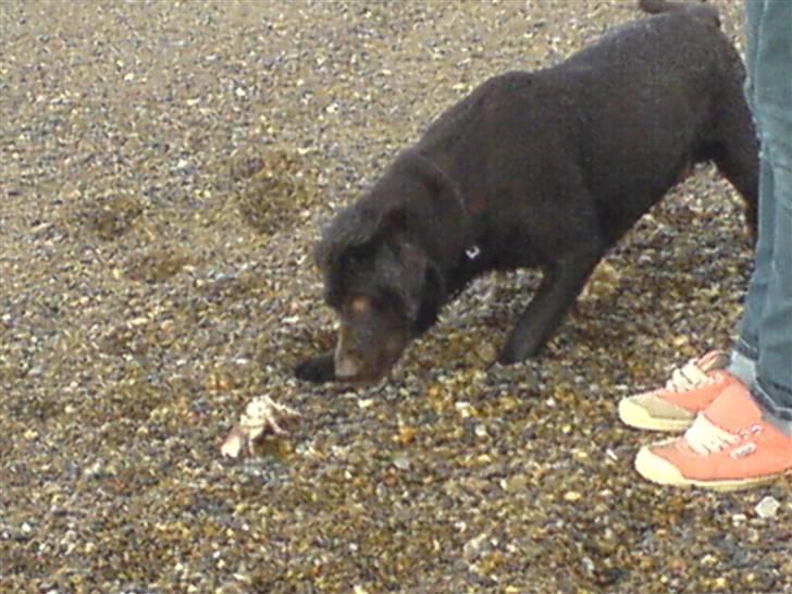 Labrador retriever Bella<3 skath - hvad mon det er? billede 8