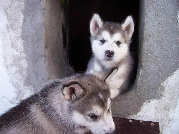 Alaskan malamute Venus R.I.P 29/11-'10 - Venus pigen 5 uger. billede 6