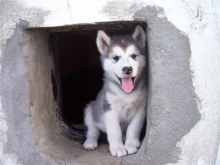 Alaskan malamute Venus R.I.P 29/11-'10 - Venus pigen 5 uger. billede 7