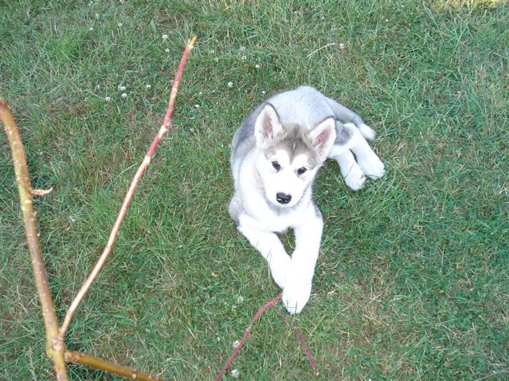 Alaskan malamute Venus R.I.P 29/11-'10 - Venus pigen 10 uger. billede 8