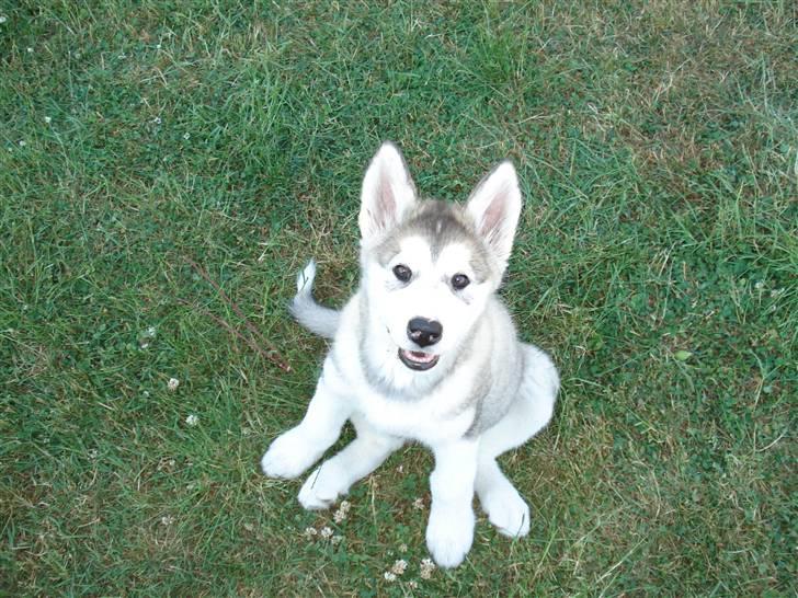 Alaskan malamute Venus R.I.P 29/11-'10 - Venus pigen 10 uger. billede 9