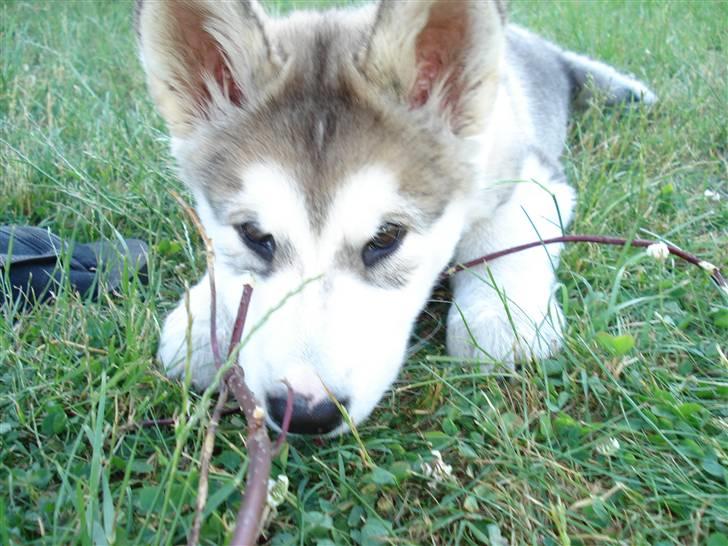 Alaskan malamute Venus R.I.P 29/11-'10 - Venus pigen 10 uger. billede 10