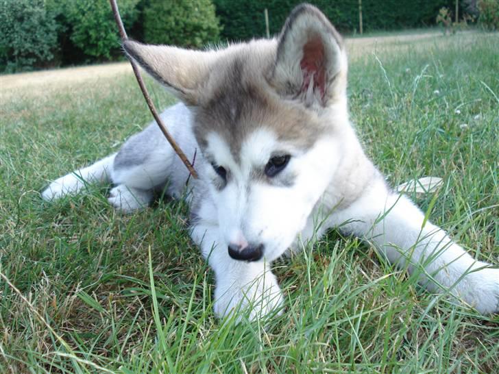 Alaskan malamute Venus R.I.P 29/11-'10 - Venus pigen 10 uger. billede 11