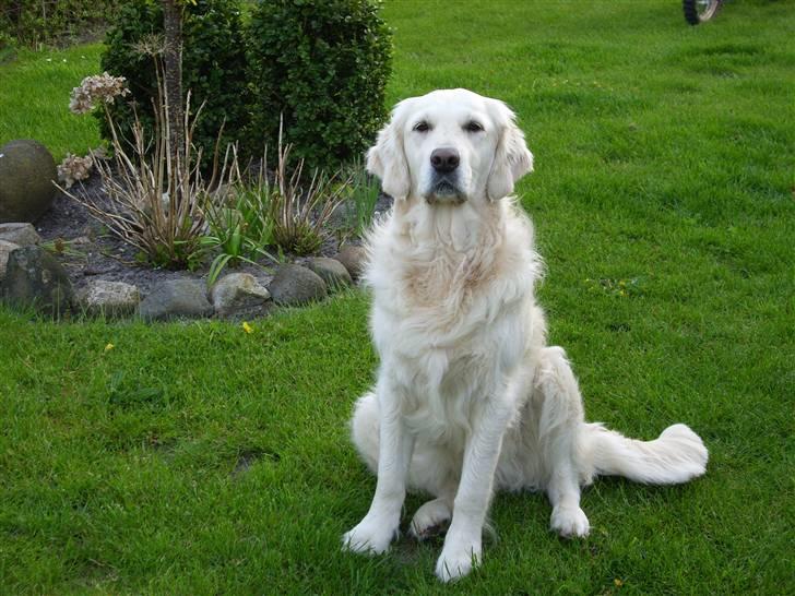 Golden retriever Zita billede 1