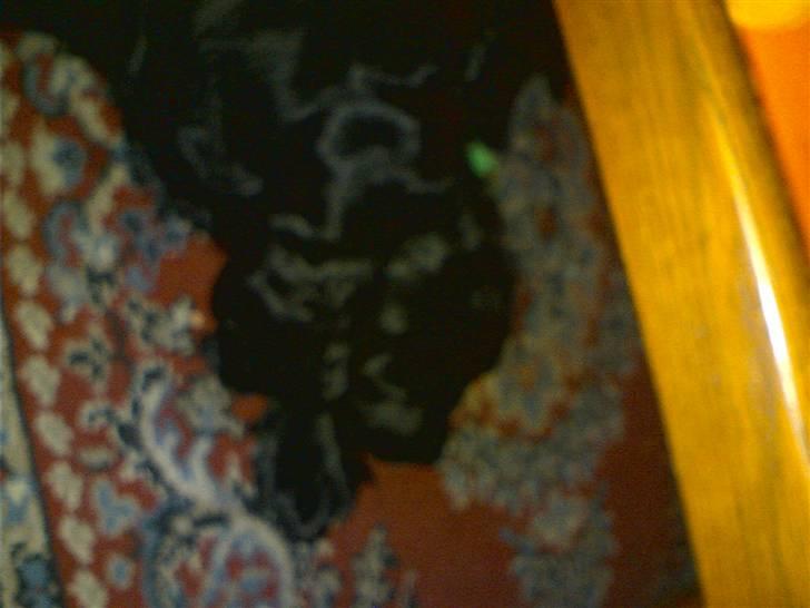 Cocker spaniel lucky R.I.P - man er travlt beskiftede billede 11