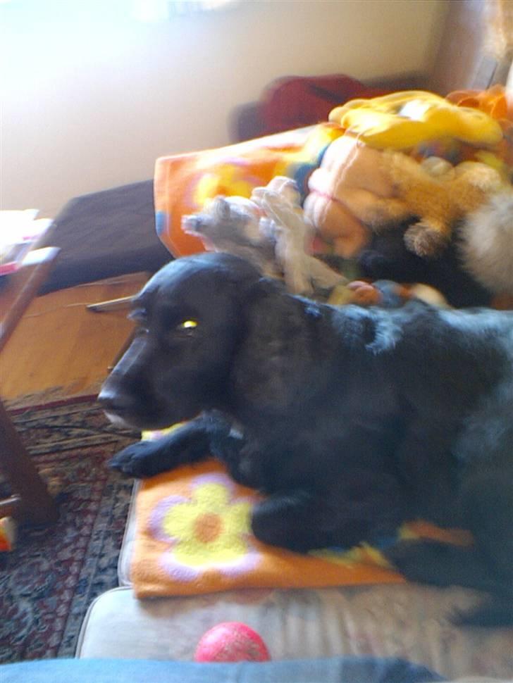 Cocker spaniel lucky R.I.P - tager lige en slapper billede 12