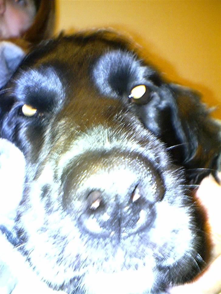 Cocker spaniel lucky R.I.P - tager lige lidt torsk i land billede 13