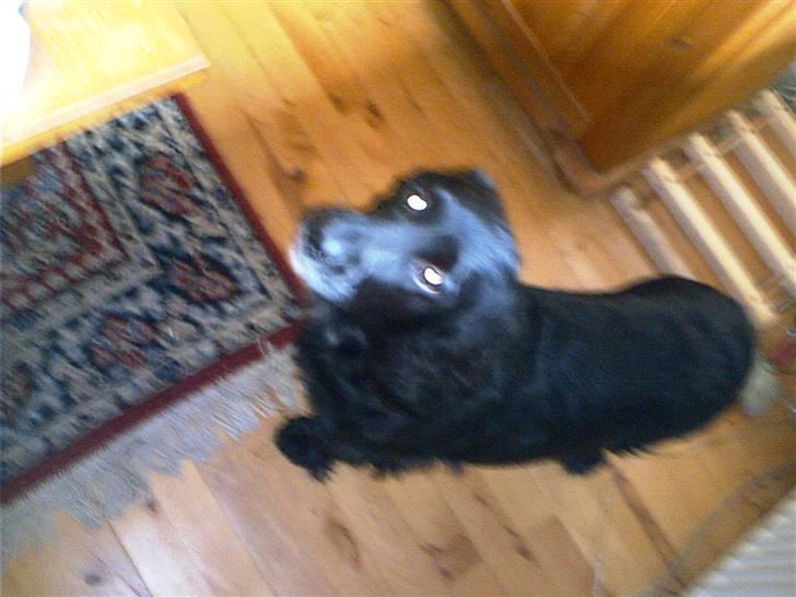 Cocker spaniel lucky R.I.P - leg nu meeeed mig  billede 14