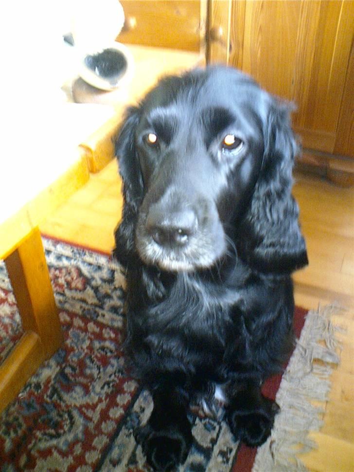 Cocker spaniel lucky R.I.P - er jeg ikke søøøøøøøde billede 15