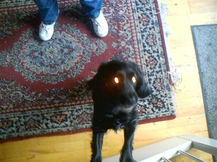 Cocker spaniel lucky R.I.P - givvvvv mig nuuuuuuu min boldt billede 16