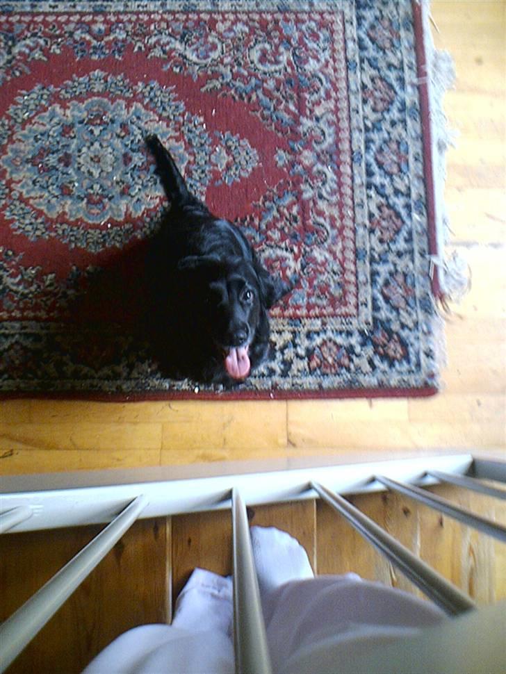 Cocker spaniel lucky R.I.P - kom nuuuuuu billede 17