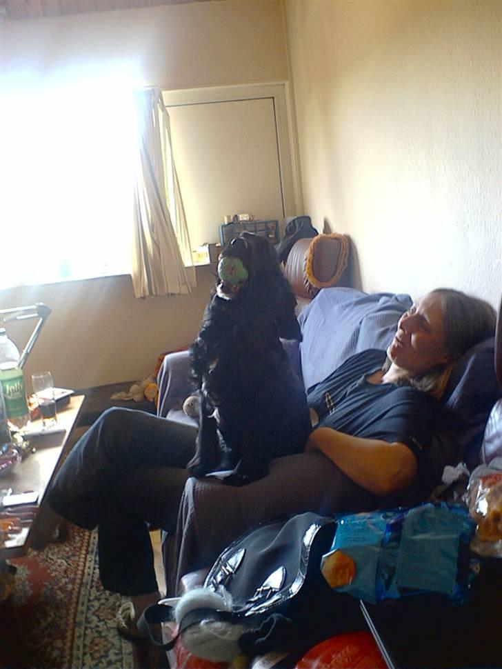 Cocker spaniel lucky R.I.P - haaa jeg fik den  billede 18