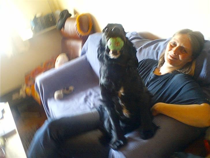 Cocker spaniel lucky R.I.P - en ynglings boldt  billede 19