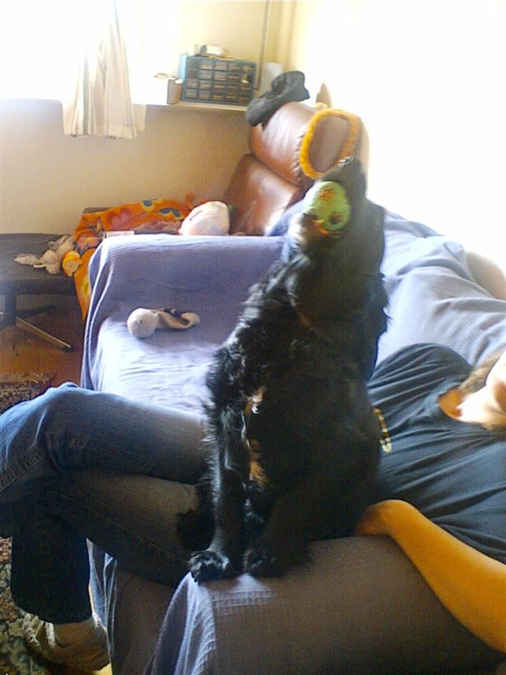 Cocker spaniel lucky R.I.P - det kan ikke blive bedre  billede 20