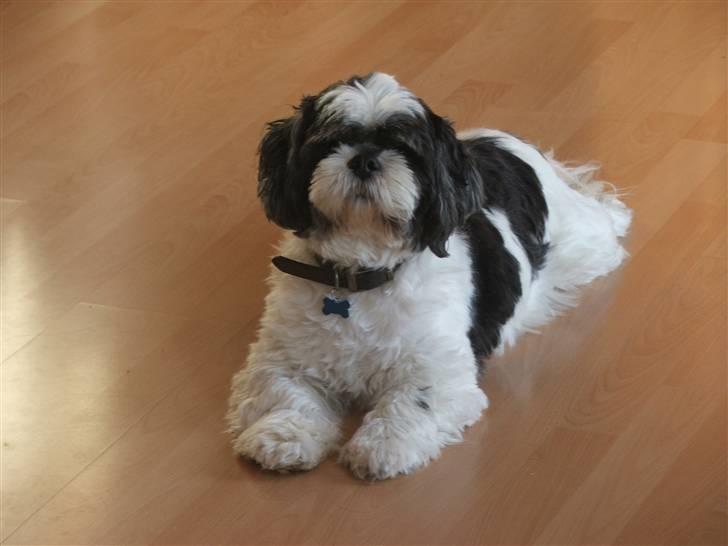 Lhasa apso Toffie billede 3