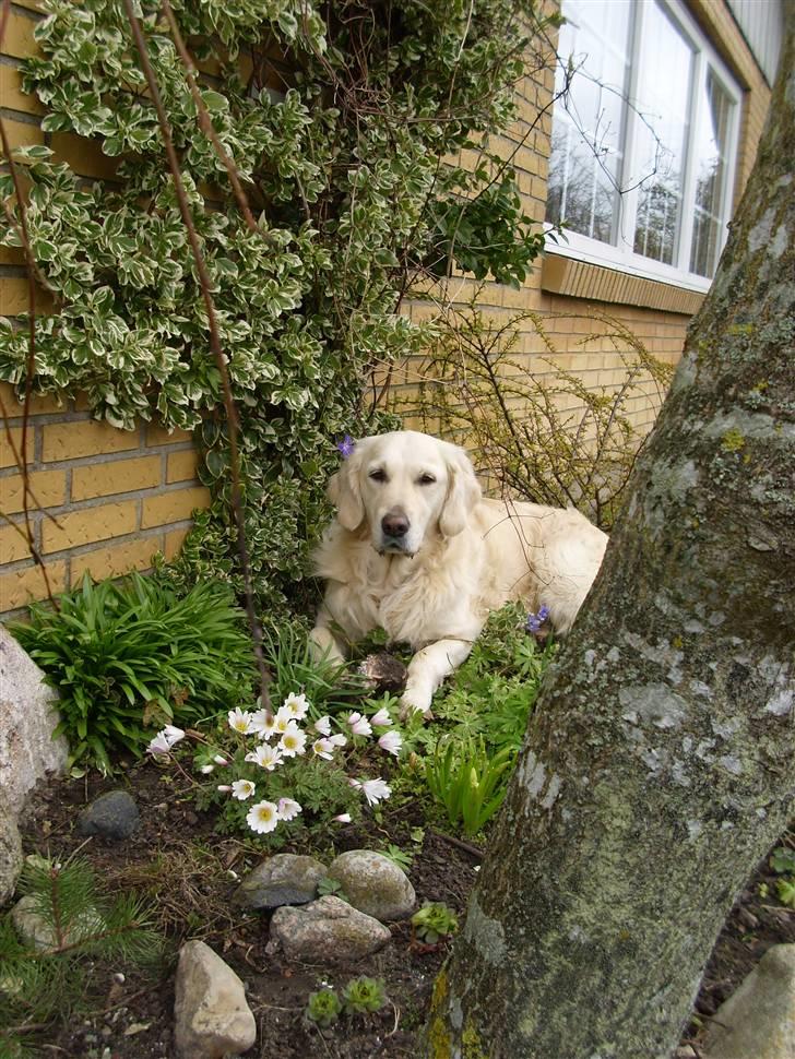 Golden retriever Zita billede 2