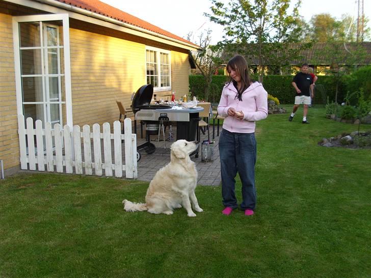 Golden retriever Zita billede 3