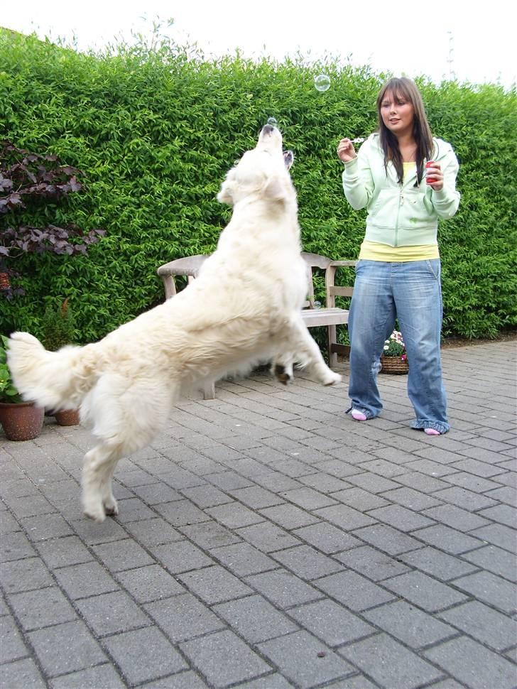 Golden retriever Zita - Sæbebobler med bacon smag. billede 4