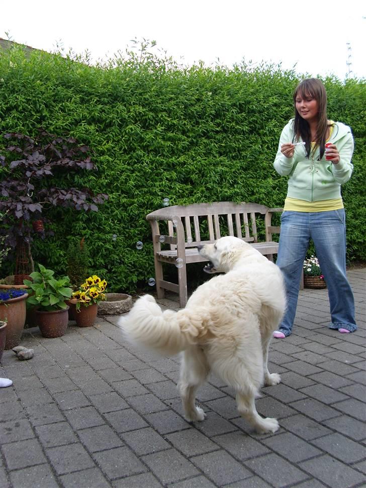 Golden retriever Zita billede 5