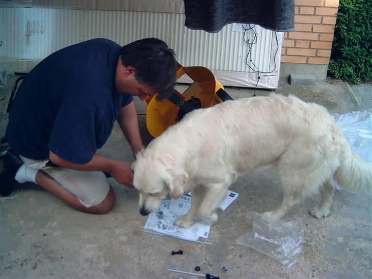 Golden retriever Zita - Zita vil gerne hjælpe med at samle græsslåmaskinen. billede 6