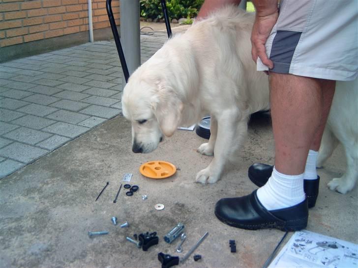 Golden retriever Zita billede 7