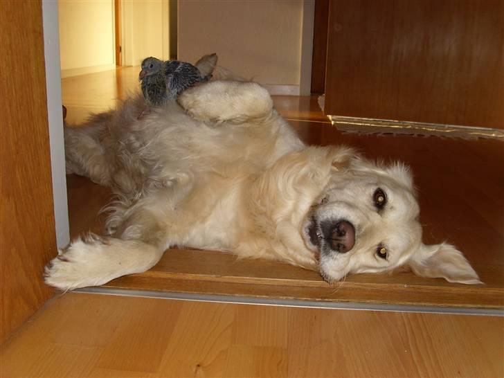Golden retriever Zita - Zita med en due unge på maven. billede 8